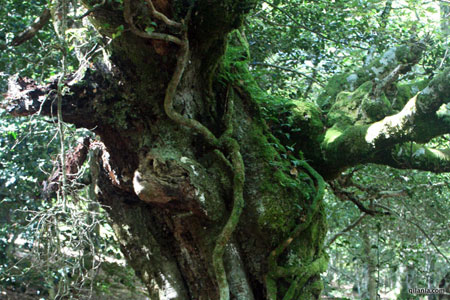 Fagus sylvatica, bosque de frondosas en la Reserva del Saja, Cantabria